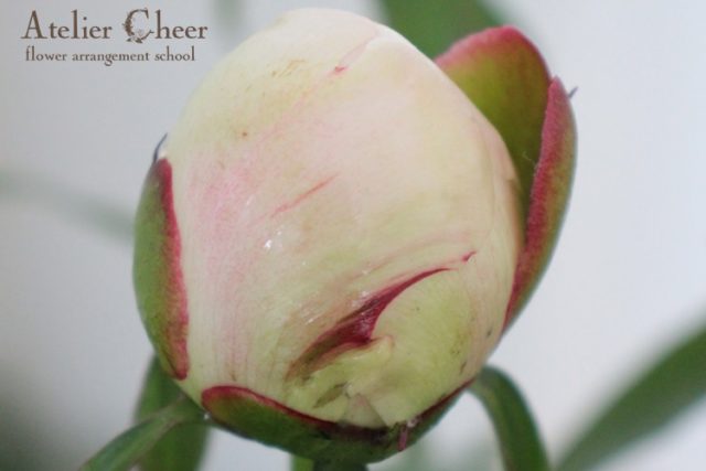 切り花の芍薬 シャクヤク のつぼみを咲かせるコツ Atelier Cheer